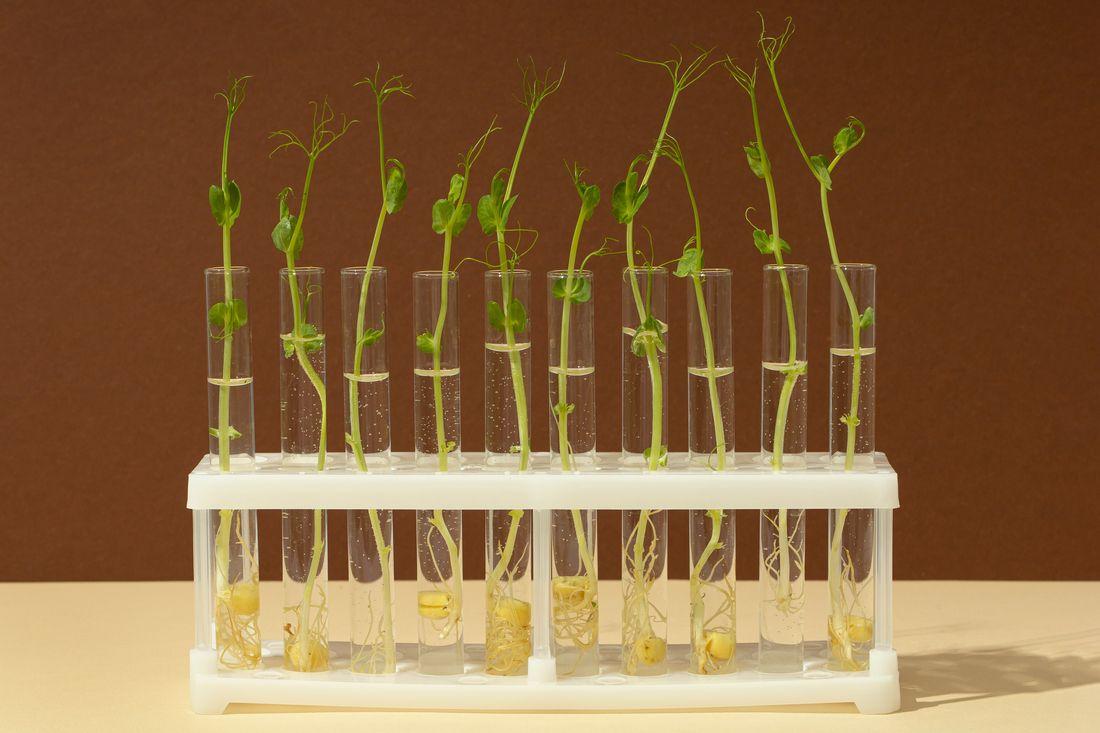 Картофель из пробирки. Клональное микроразмножение картофеля. In vitro растения. Растения в пробирках. Картофель в пробирке.
