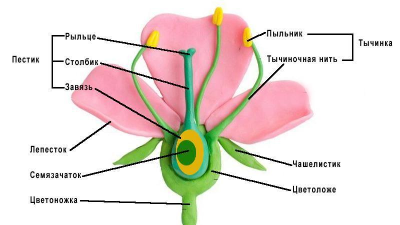 Цветок: строение и функции