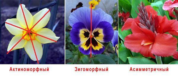 Цветок: строение и функции