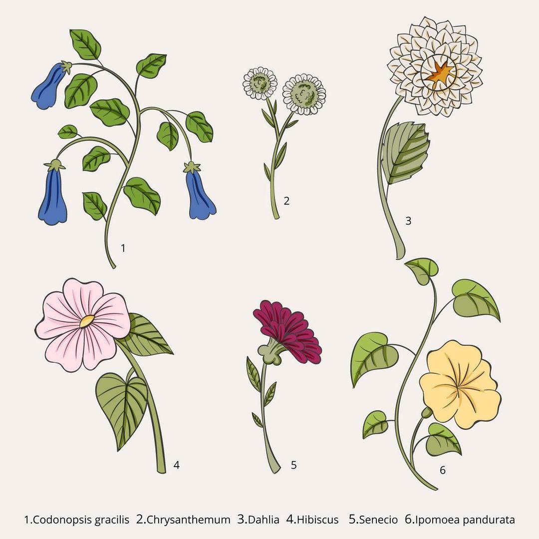 Соцветия и их типы