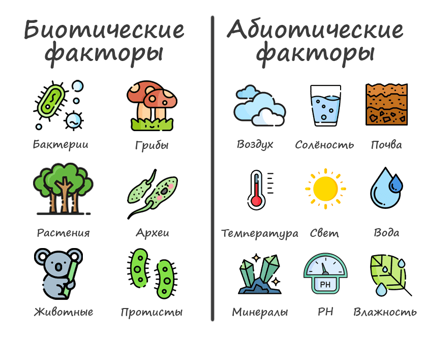 Экологические факторы окружающей среды