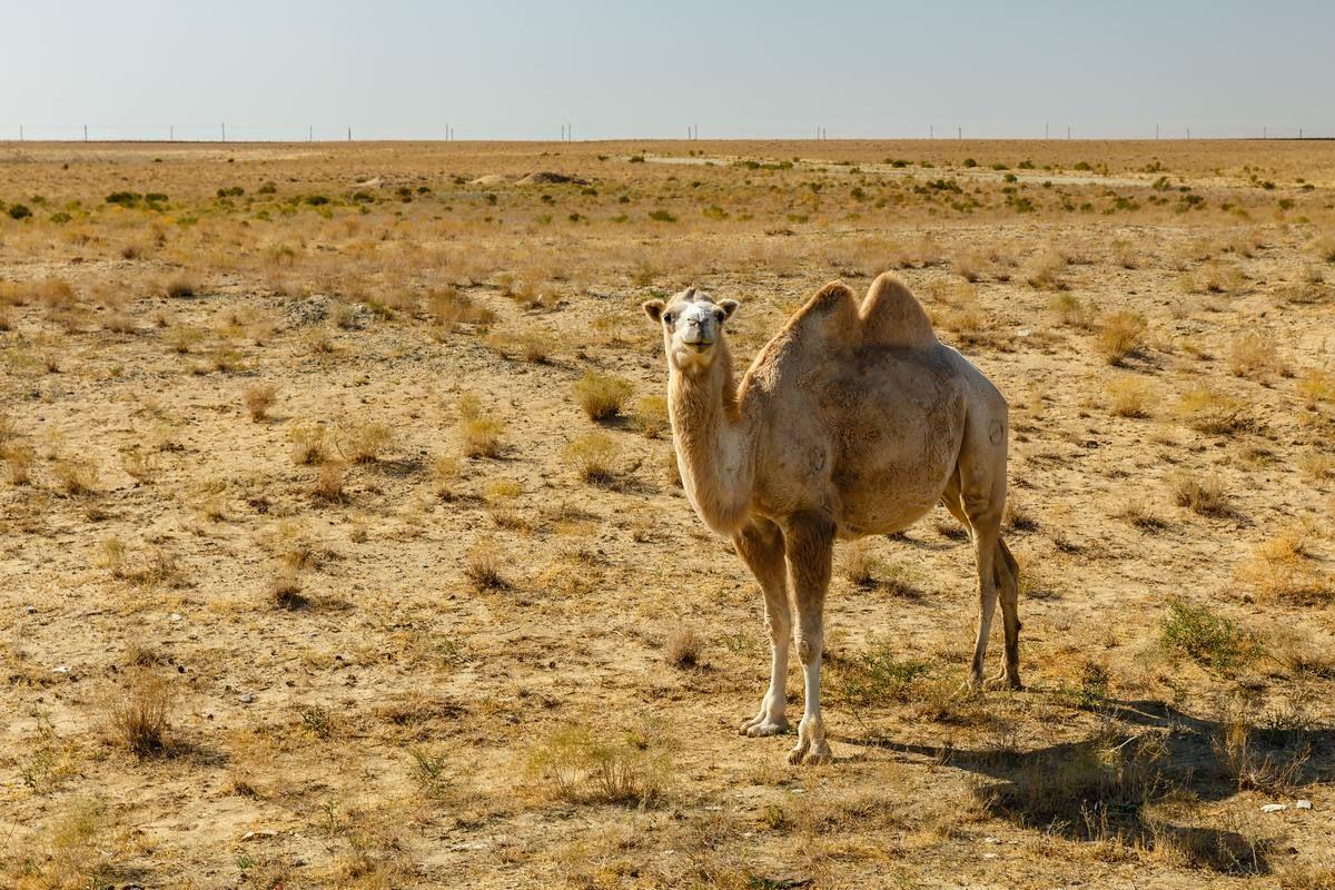 bactrian-camel-camel-steppes-kazakhstan-aral.jpg
