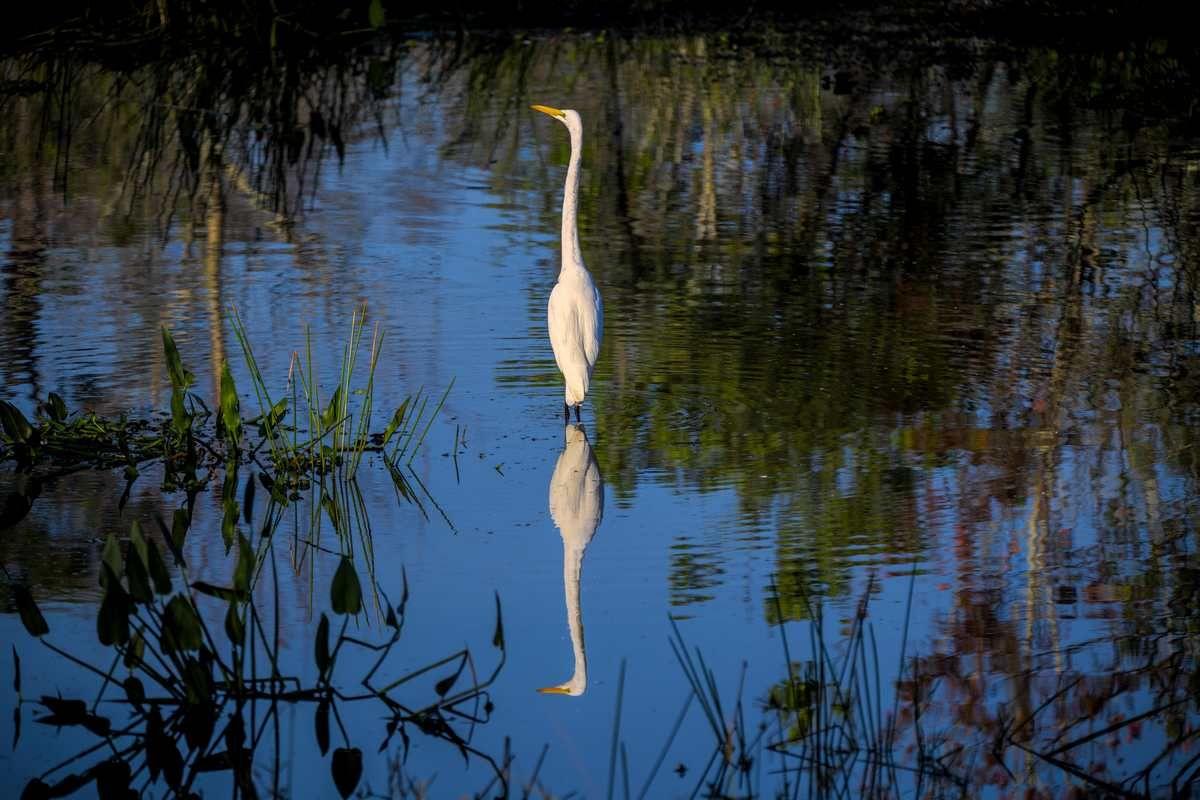beautiful-shot-egret-standing-water_tn.jpg