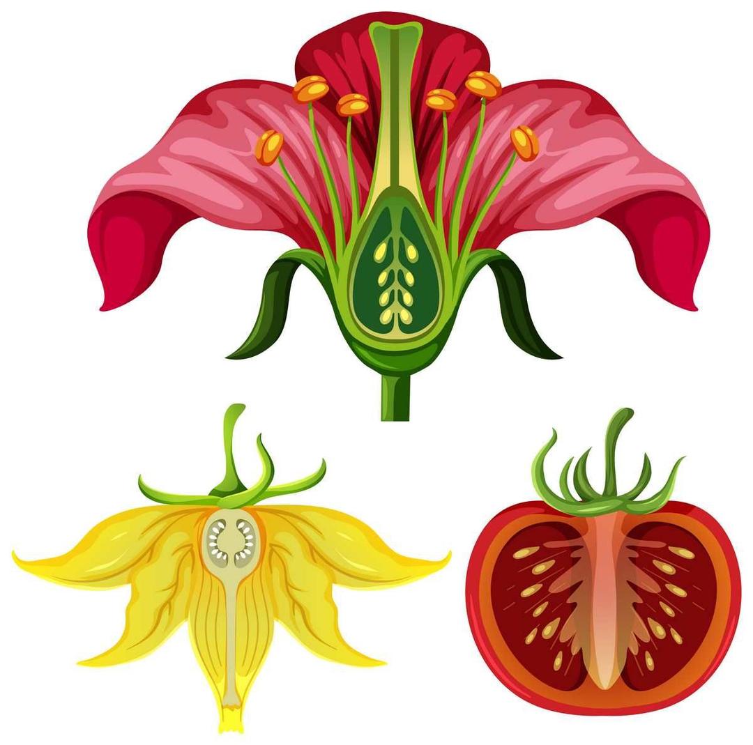 Цветок: строение и функции