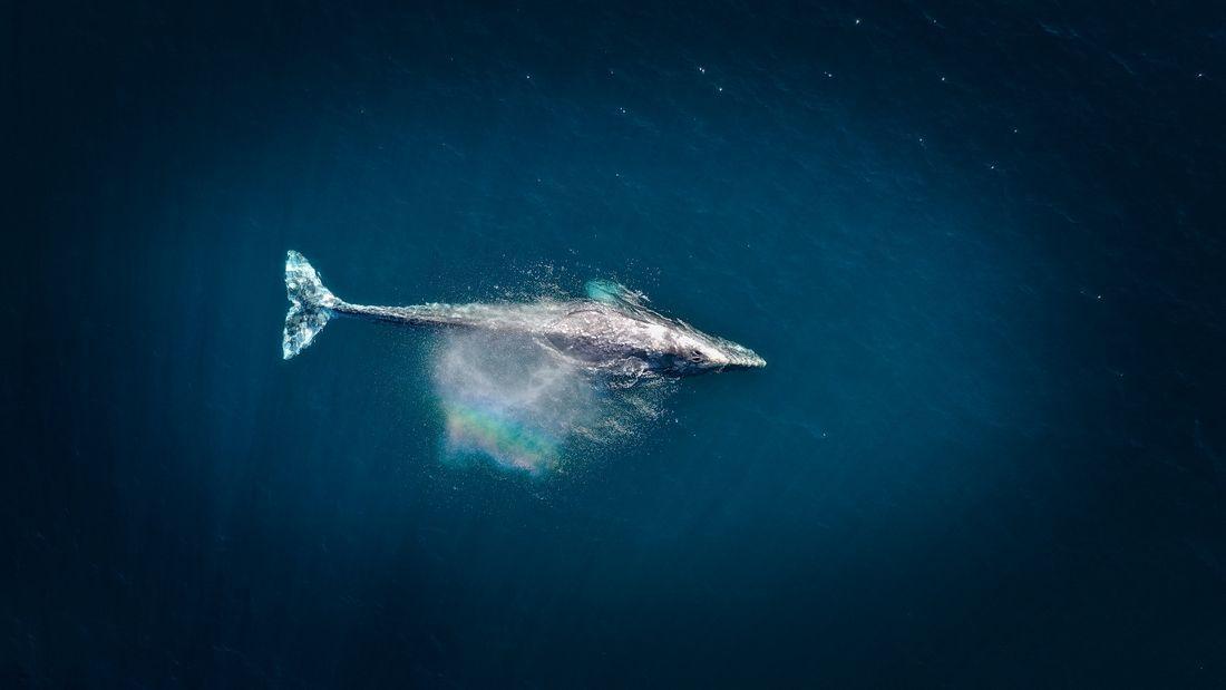 humpback-whale.jpg
