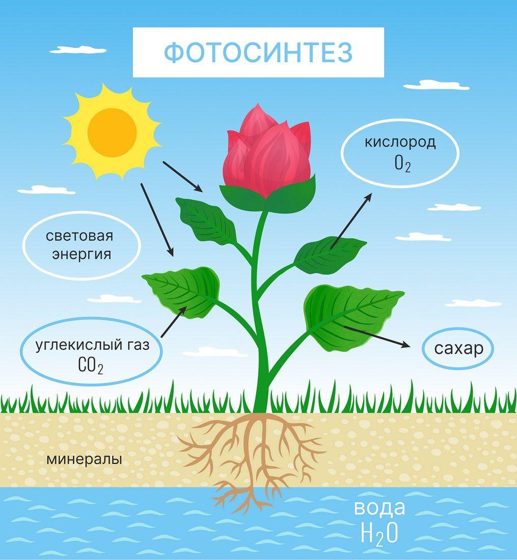 Растительная клетка: строение, функции и другие важные особенности