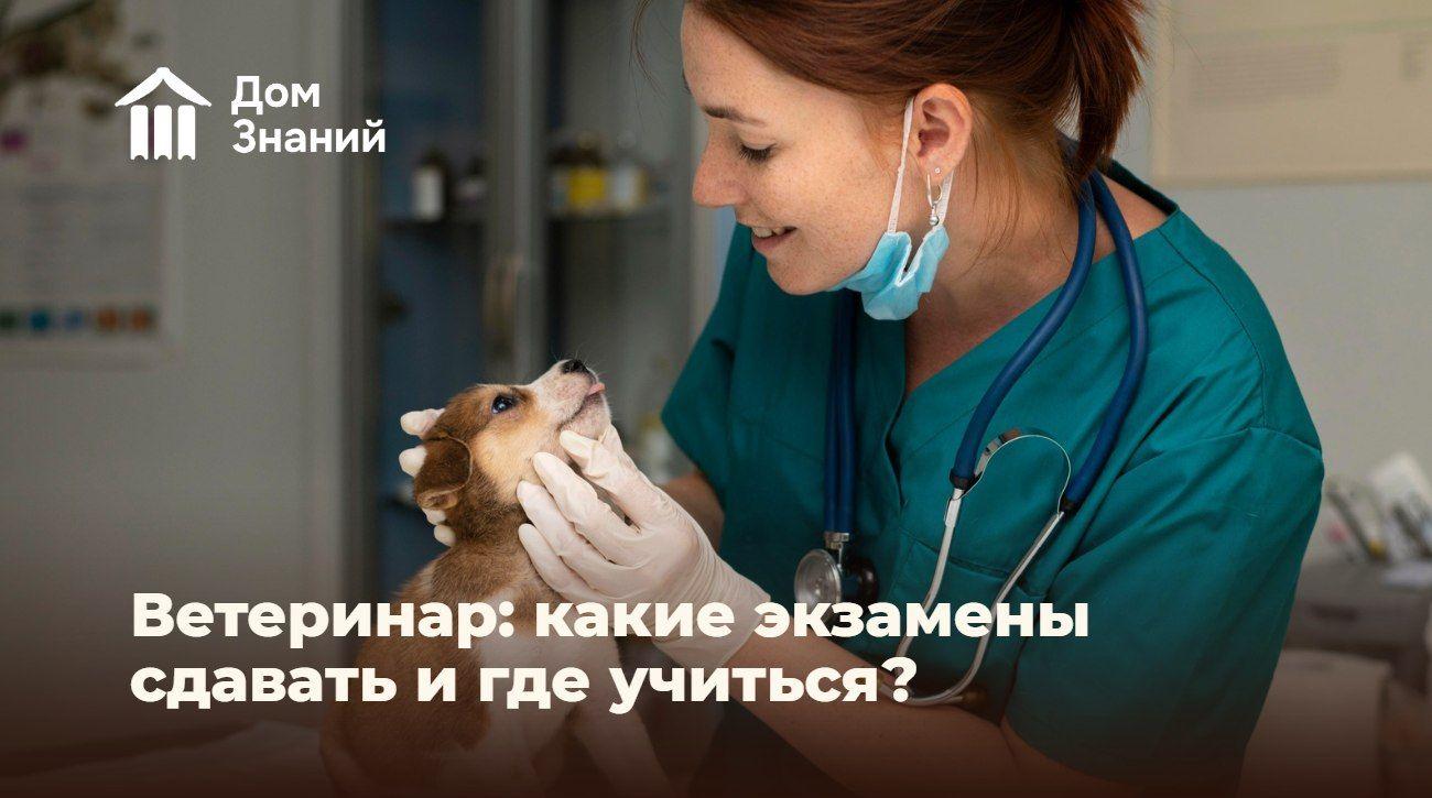 Как стать ветеринаром: какие экзамены сдавать и где учиться после 9 и 11 класса