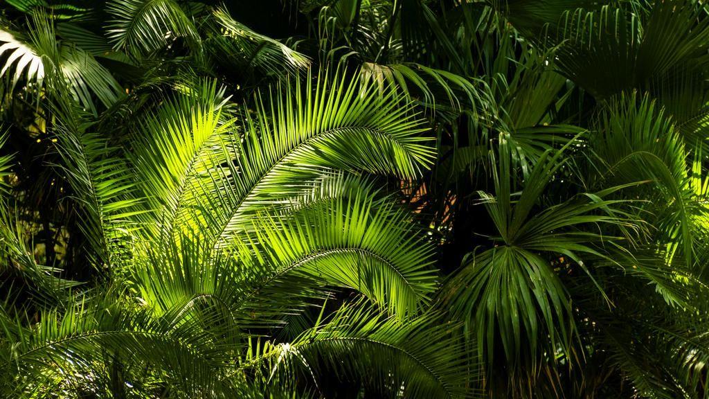 Однодольные и двудольные растения