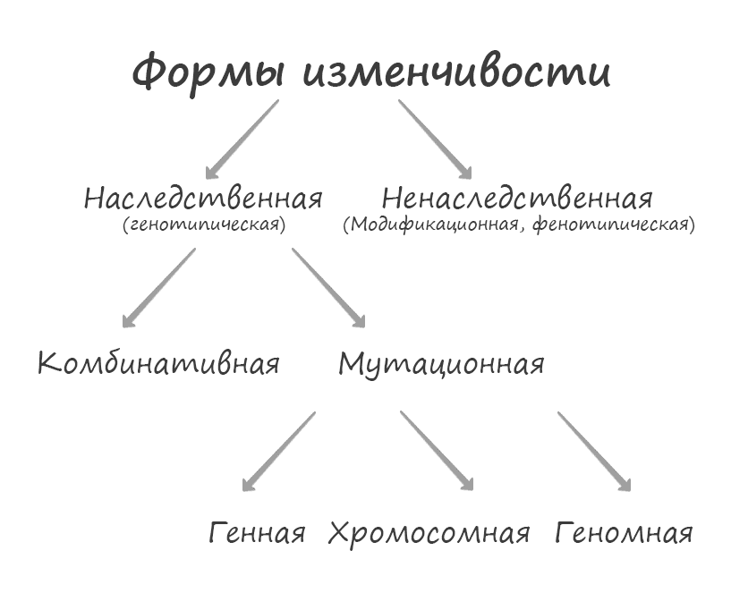 Изменчивость и ее виды