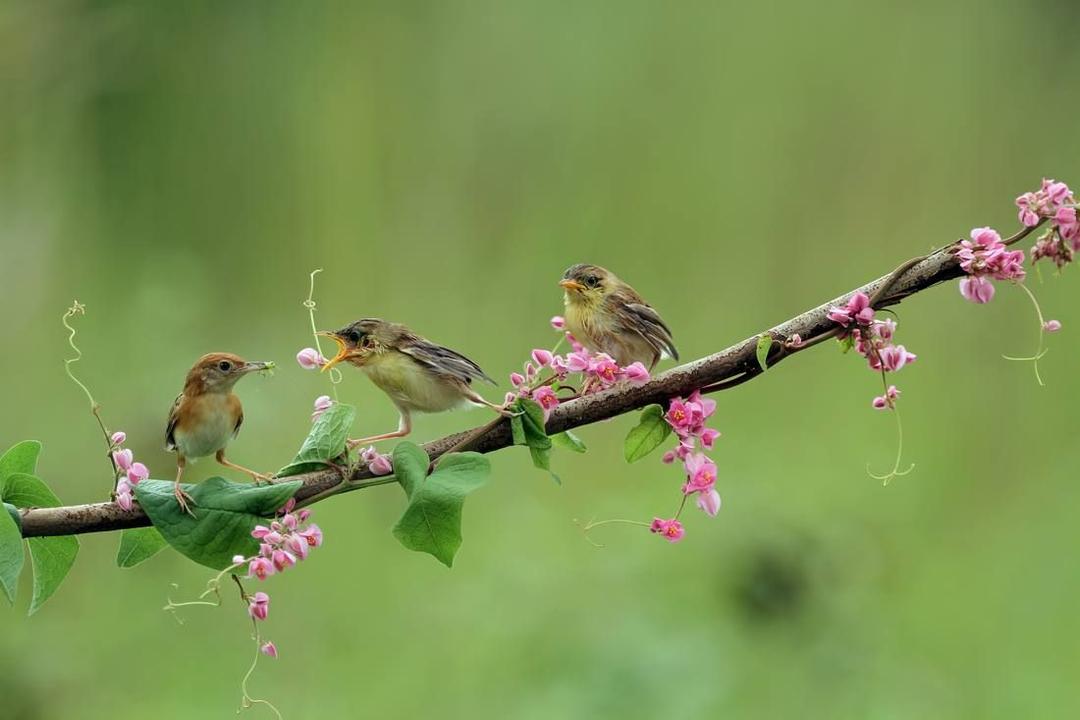 Класс птиц: анатомия, классификация