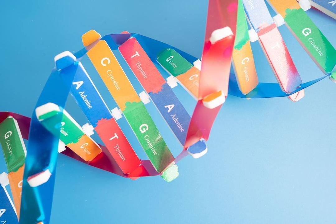 Генетический код: триплетность, вырожденность и расшифровка