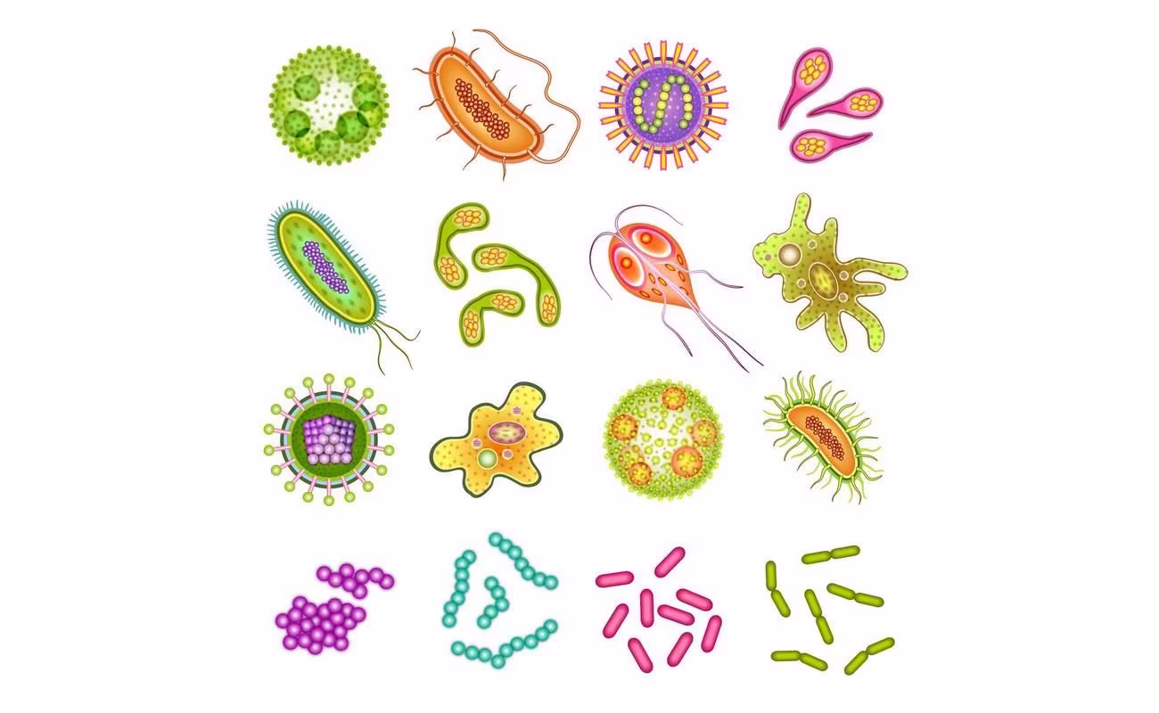 Прокариоты и эукариоты: сравнительная характеристика