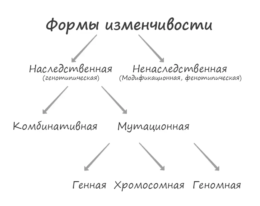 Изменчивость и ее виды