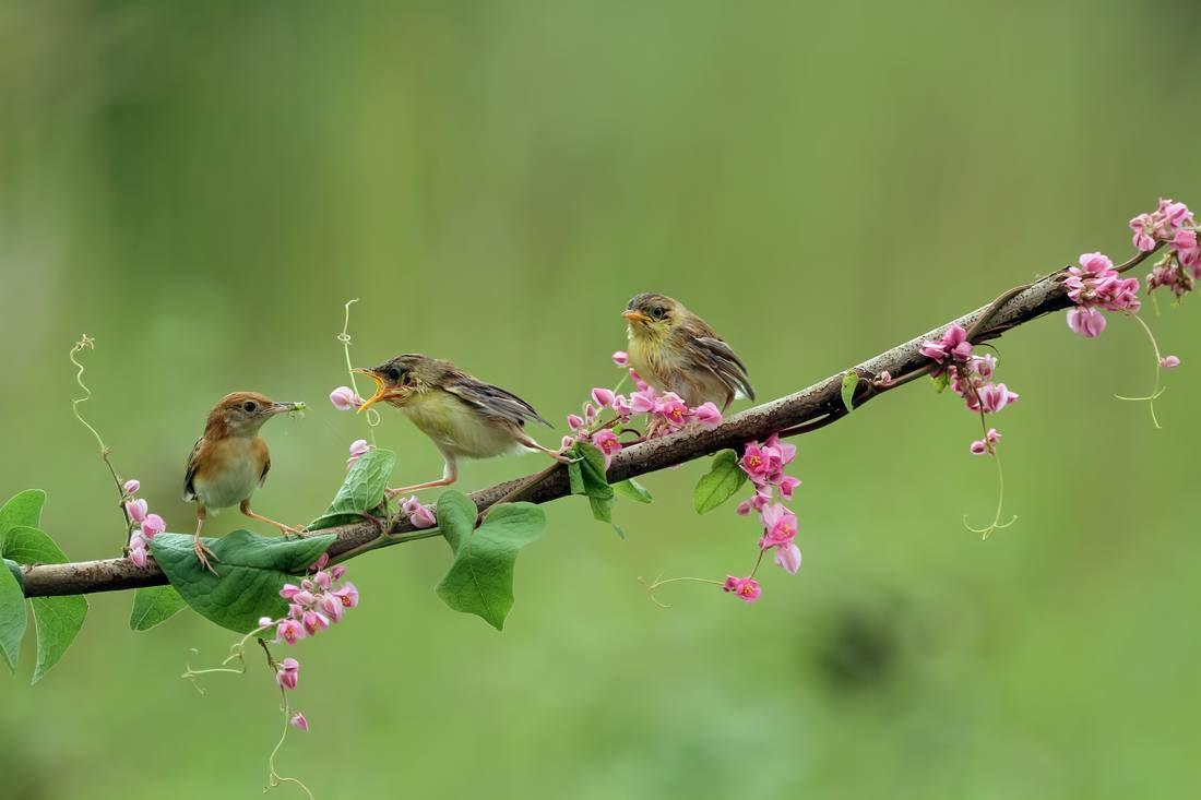 baby-zitting-cisticola-bird-waiting-food-from-its-mother.jpg
