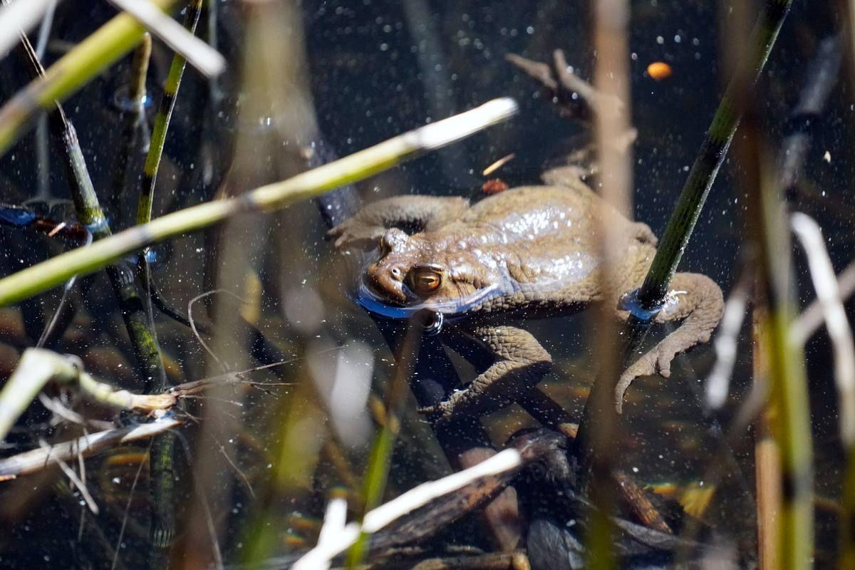 beautiful-shot-frog-swimming-small-lake-called-sulfne-south-tirol-italy.jpg