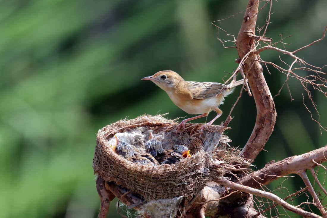 cisticola-exilis-bird-feeding-its-chicks-cage-baby-cisticola-exilis-bird-waiting-food-from-its-mother.jpg