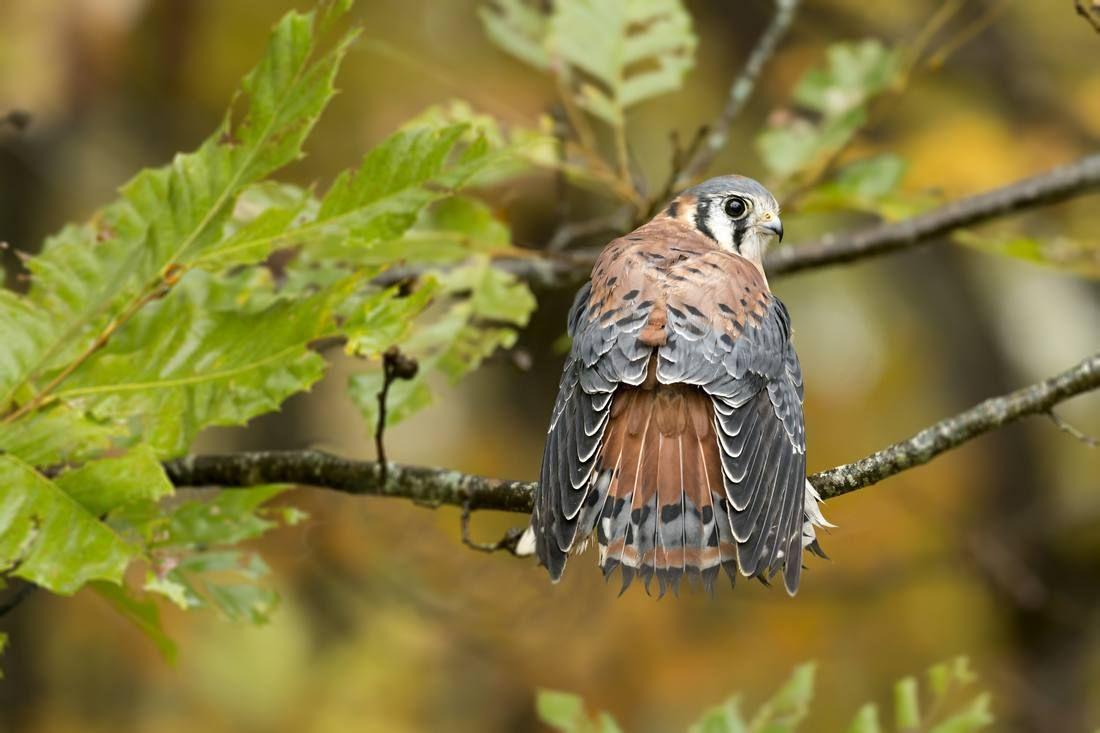 closeup-common-kestrel-standing-tree-branch-sunlight-with-blurry-background.jpg