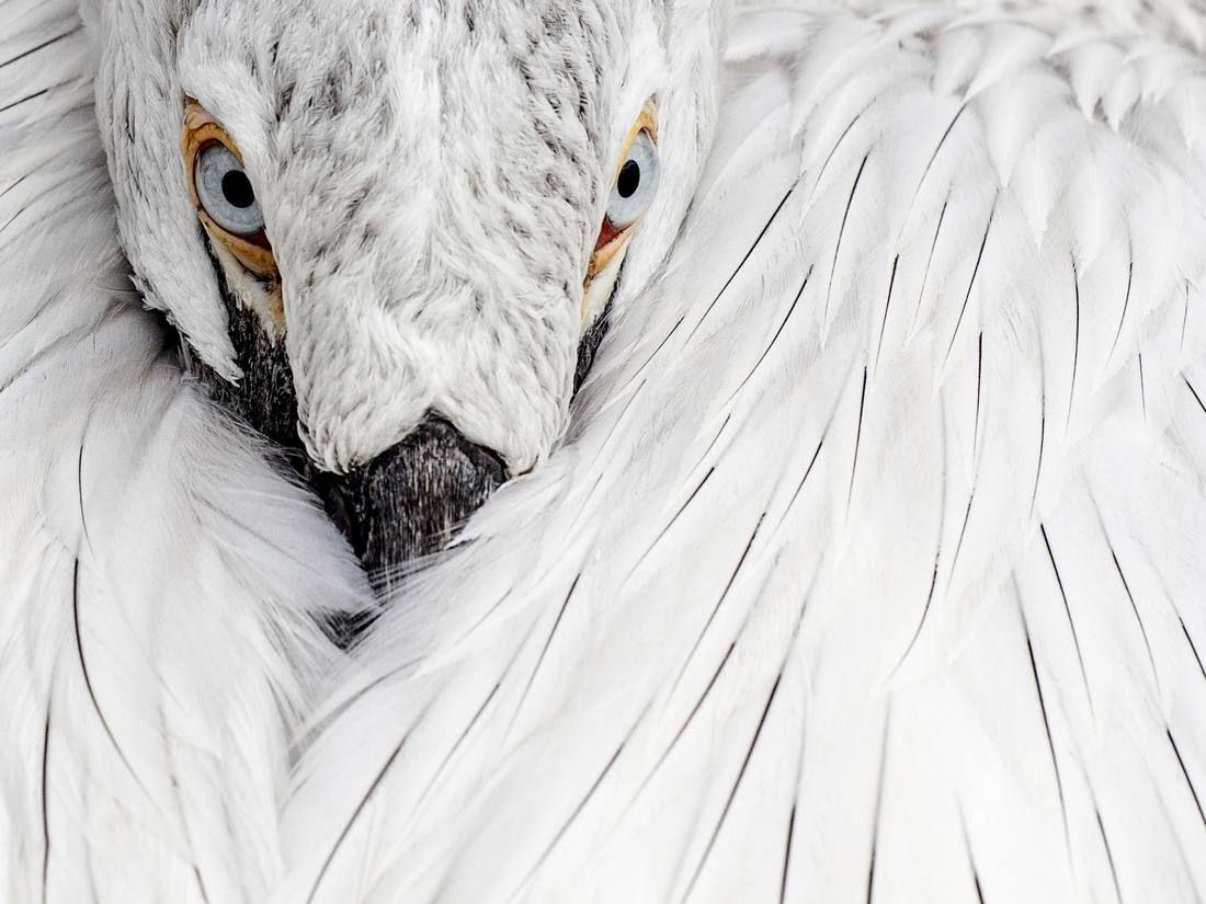 closeup-shot-white-feathers-wild-bird.jpg