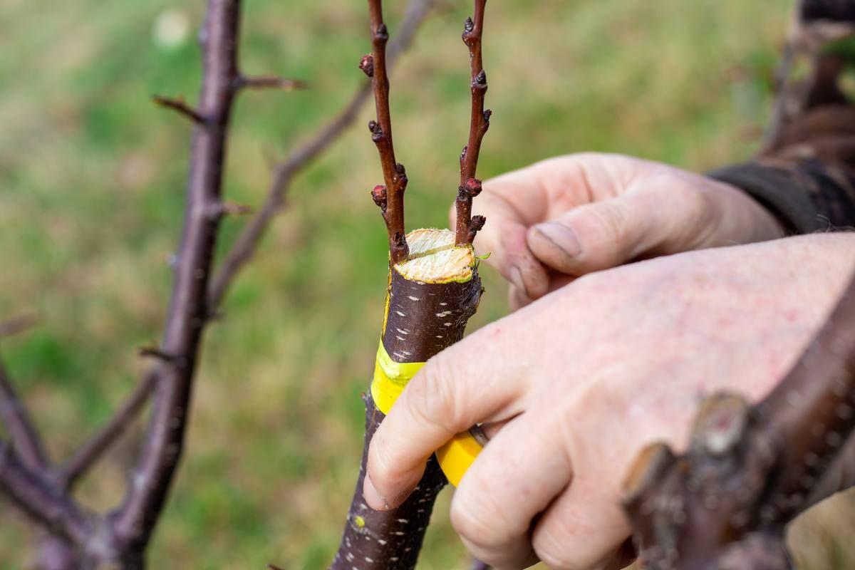 gardener-grafts-fruit-tree-by-split-grafting-early-spring-growing-fruit-orchard.jpg