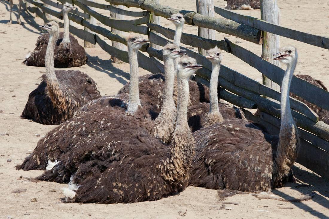 group-young-ostriches-farm.jpg
