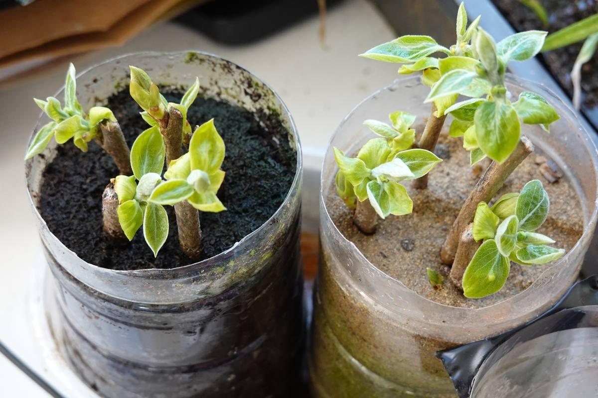 persimmon-plant-propagated-by-cuttings-persimmon-branch-root-sand-substrate.jpg