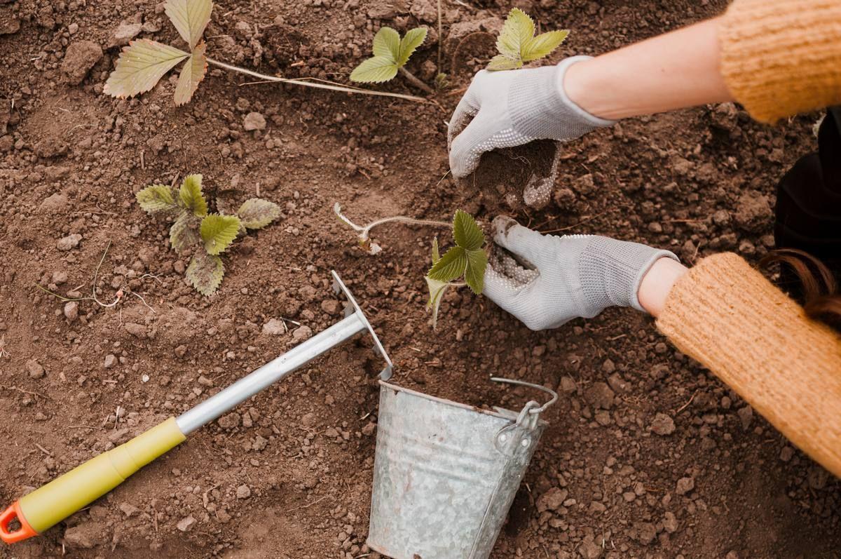planting.jpg