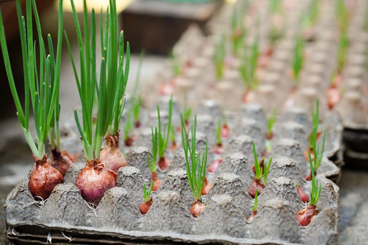 scallions-that-are-planted-egglaying-stalls.jpg