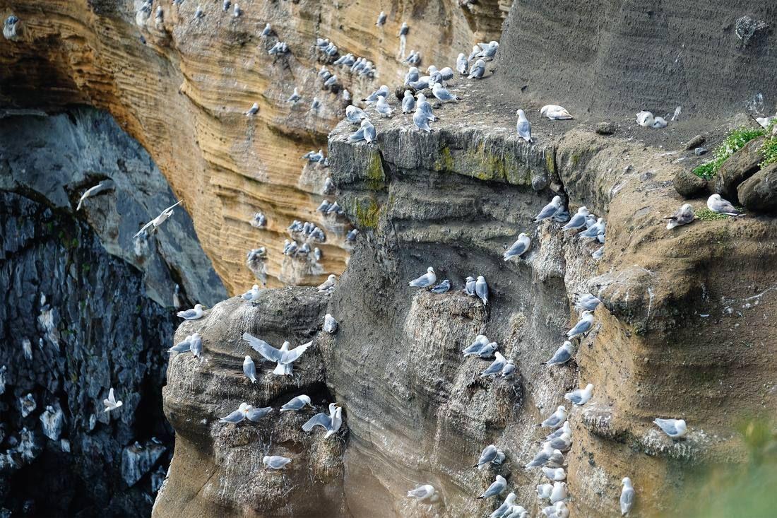 seagulls-flock-high-rocks-iceland-animals-nature-hight-rocks-flock-birds-bird-image.jpg