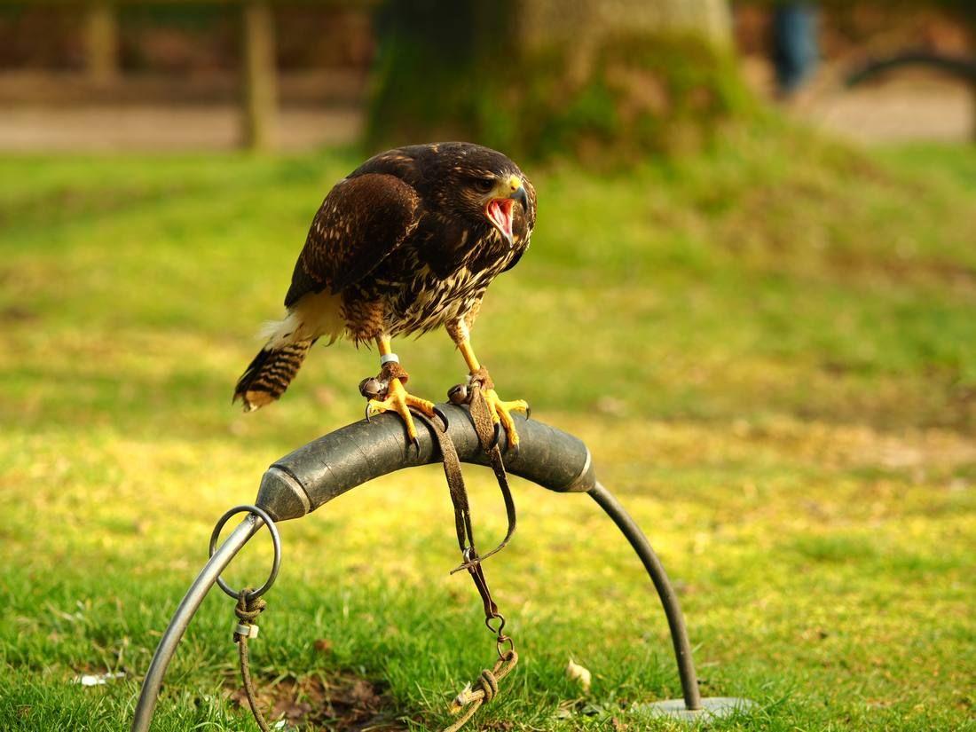 wide-angle-shot-black-falcon-standing-piece-metal.jpg