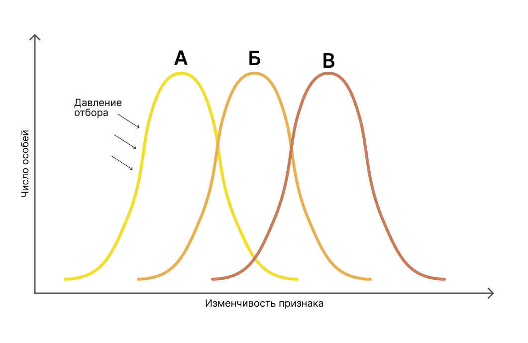 Виды естественного отбора