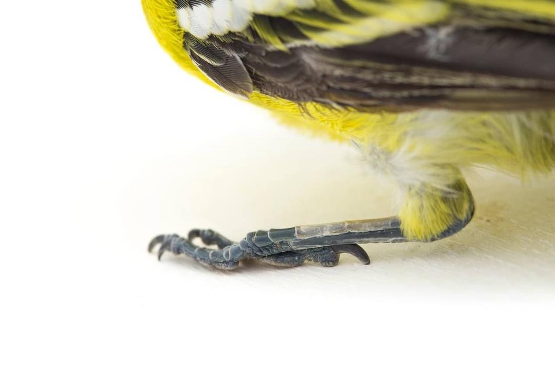 Класс птиц: анатомия, классификация