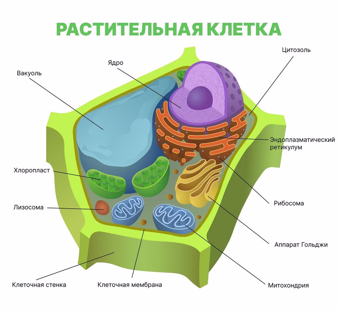 Растительная клетка: строение, функции и другие важные особенности